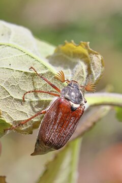 Cockchafer, forest cockchafer (Melolontha hippocastani), male, on a leaf, close-up, Wilnsdorf, North Rhine-Westphalia, Germany