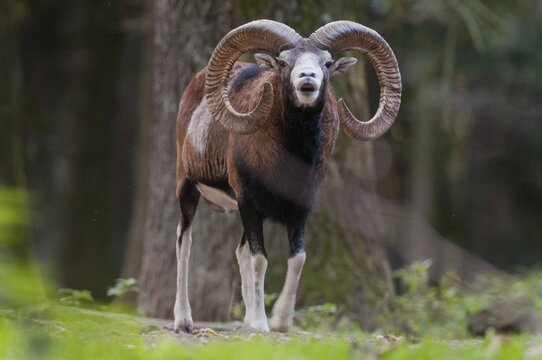 Artiodactyla, even-toed ungulate, mouflon, mouflon, mouflon, ovis gmelini musimon, cloven-hoofed, rutting, fleeing, mammals, sheep, mammals, rams, game