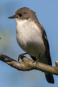 Ficedula hypoleuca, pied flycatcher, mourning snapper, mourning snapper, birds, high size, portrait format, passeri, songbirds, birds