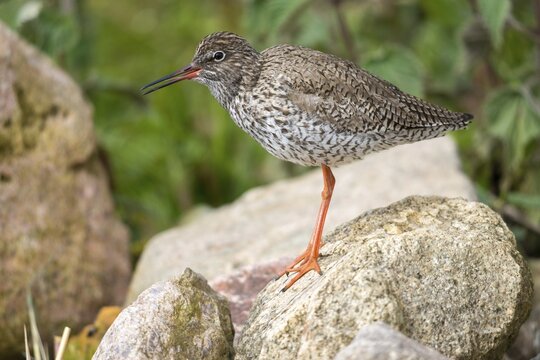 Redshank, redshank, tringa totanus, birds, charadriiformes, limikolen, sleep, snipe birds, scolopacidae, sleep, birds, waders, waders