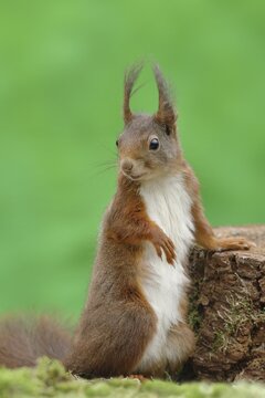 Eurasian red squirrel (Sciurus vulgaris) standing attentively on a tree stump, North Rhine-Westphalia, Germany
