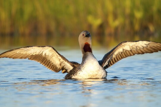 Finland, Gavia Stellata, Red-Throated Diver, Star Diver, Birds, Diver, Gaviidae, Grebe, Loons, Divers, Birds, Waterbirds