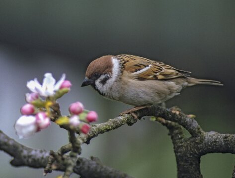 Tree Sparrow, Passer Montanus, Sparrow, Birds, Spring, Garden, Passeri, Songbirds, Sparrow, Sparrow, Sparrow, Sparrow, Sparrow, Sparrow, Jump, Birds