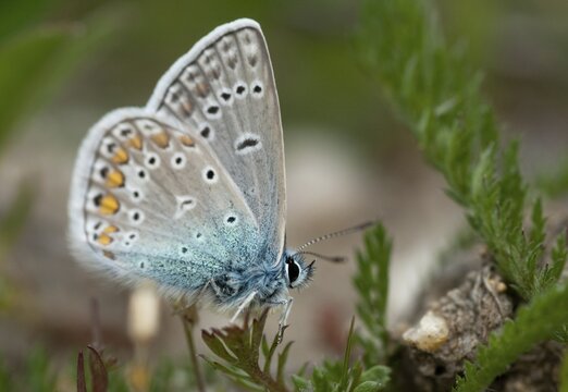 Brandenburg, common blue, common blue, Germany, hauhechelbl&auml;uling, nabu, national natural heritage, natural paradise Gr&uuml;nhaus, polyommatus icarus, post-mining landscape, blue, butterfly, green house, insects, butterfly, butterflies