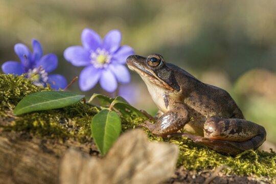 Agile frog, common hepatica, buttercup family, hepatica nobilis, liverwort, rana dalmatina, ranunculaceae, jumping frog, amphibians, amphibians, flora, frog, frogs, spring, liverwort, amphibians, plants, spring