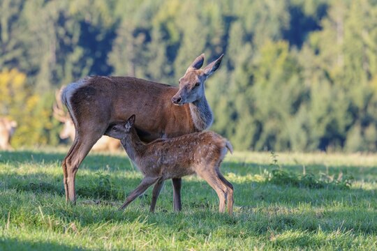 A female Altai maral (Cervus canadensis sibiricus) suckles her calf in a green meadow in the first light of day. Southern Siberia, northwestern Mongolia, northern Xinjiang province of China