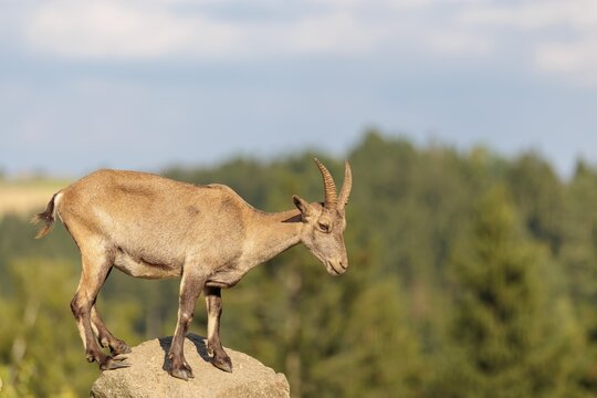 A female ibex (Capra ibex) stands on a rock on a sunny day. A blue sky with clouds and a forest can be seen in the background. Carinthia, Austria