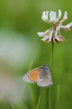 Coenonympha Pamphilus, common meadowbird, small heath, meadowbird, butterfly, high size, portrait format, insects, butterfly, butterflies