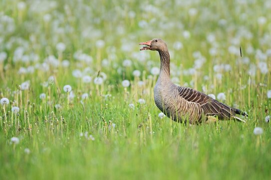 A greylag goose (Anser anser) stands calling in a meadow with dandelions, North Rhine-Westphalia, Germany