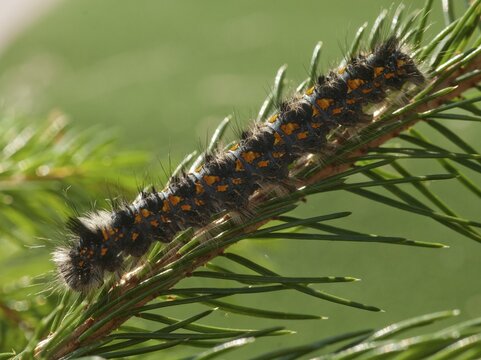 Cosmotriche lobulina, cosmotriche lunigera, kientree spinner, moonspot hen, coniferous forest moonspot moth, butterfly, insects, moths, moths, moths, moth, caterpillar, butterfly