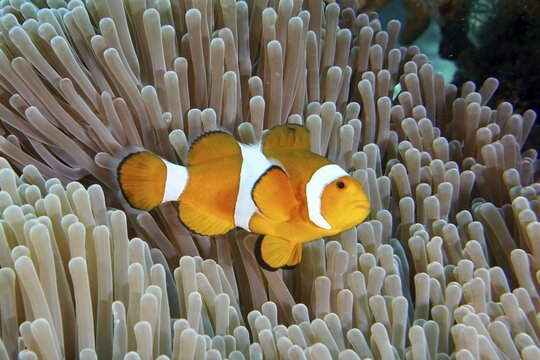 A false clownfish (Amphiprion ocellaris) swims over the tentacles of a sea anemone. Coral Garden Dive Site, Menjangan, Bali, Indonesia