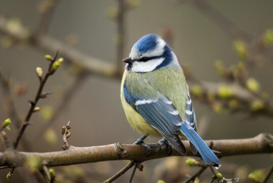 Blue tit, parus caeruleus, birds, tits, passeri, songbirds, songbirds, tits, birds