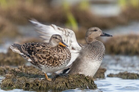 Anas Strepera, Gadwall, Mareca Strepera, Middle Duck, Schnatterente, Anatidae, Birds, Ducks, Ducks, Duckbirds, Waterbirds