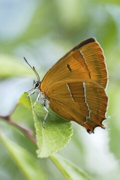 Birch tip, kidney spot, thecla betulae, brown hairstreak, butterfly, female, high size, portrait format, insects, butterfly, butterflies, butterflies, butterflies, female