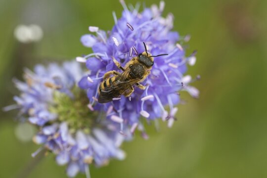 Apidae, bees, furrow bee, yellow-haired furrow bee, halictus scabiosae, hymenoptera, female, great banded furrow bee, honey bee-sized halictus, insects, females, wild bees