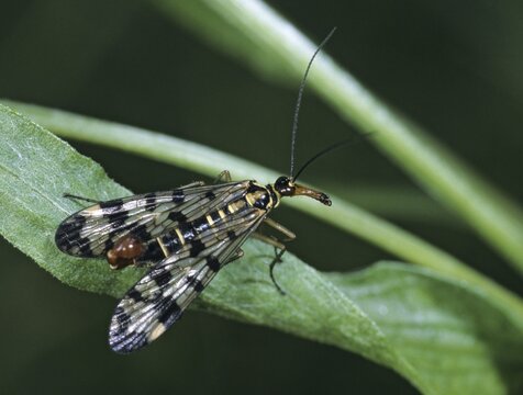 Panorpa spec., scorpionfly spec., insects, scorpionfly