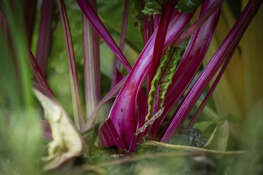 Stalks of Swiss chard (Beta vulgaris), edible plant bed, Chelsea Physic Garden, Chelsea, England, United Kingdom