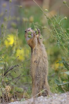 A fully grown European ground squirrel (Spermophilus citellus) eats seats, leaves and flowers in a green meadow with tall vegetation on a sunny day. Austria