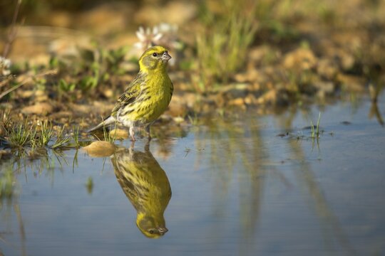 European Serin, Serine, Serinus Serinus, Bath, Bird Bath, Birds, Mirror, Passeri, Songbirds, Reflection, Potion, Birdbath, Birds, Watering Place