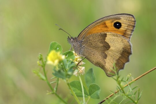 Big ox eye, maniola jurtina, meadow brown, butterfly, insects, butterfly, butterfly, butterfly