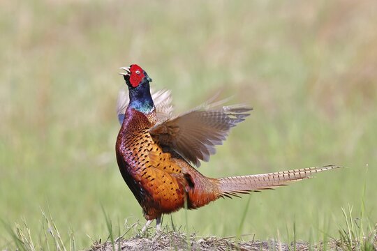 Pheasant, common pheasant (Phasianus colchicus), adult male bird uttering a courtship call in a meadow, territorial boundary, wildlife, Lembruch, Ochsen Moor, D&uuml;mmer nature park Park, Lower Saxony, Germany