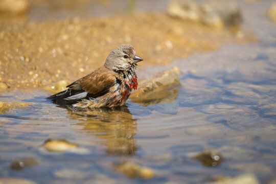 Acanthis cannabina, bloodtail, linaria cannabina, linnet, bath, bird bath, birds, hanfling, male, passeri, songbirds, songbirds, drinking, birdbath, birds, watering place
