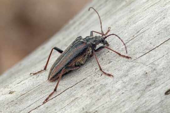 Finland, Oxymirus Cursor, Shoulder Longhorn Beetle, Toxotus Cursor, Beetle, Longhorn Beetle, Coleoptera, Female, Insects, Beetles, Female