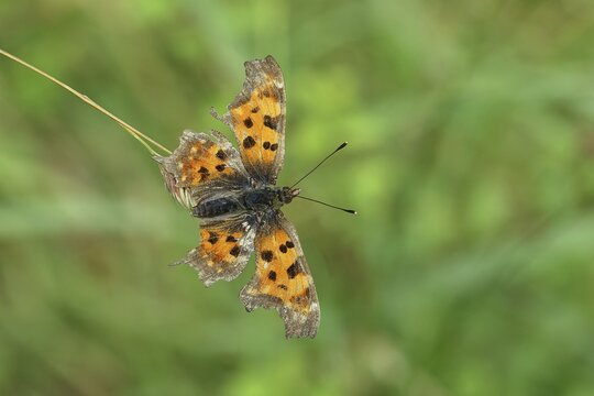 C-moth (Polygonia c-album), with open wings on a blade of grass in a meadow, Wilnsdorf, North Rhine-Westphalia, Germany