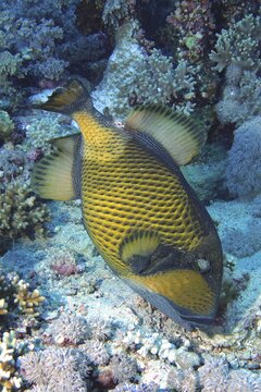 Titan triggerfish (Balistoides Viridescens) building a nest. Dive site Elphinstone Reef, Red Sea, Egypt