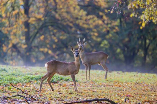 Two roe deer (Capreolus capreolus) stand in a meadow at sunrise. The trees around show fall foliage