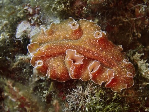 An orange golden flatworm (Yungia aurantiaca), whirlpool worm, on a reef, framed by algae, dive site Cap de Creus Marine Protected Area, Rosas, Costa Brava, Spain, Mediterranean Sea