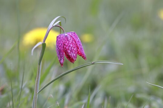 Snake's Head Fritillary (Fritillaria meleagris), single flower in a meadow, close-up, inflorescence, early bloomer, spring, Wilnsdorf, North Rhine-Westphalia, Germany