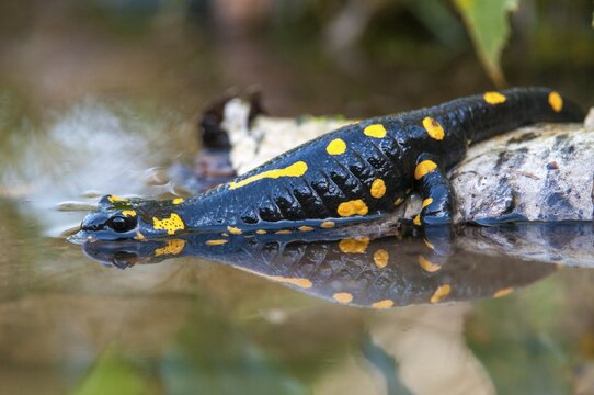 Fire salamanders, fire salamanders, salamandra salamandra, amphibians, amphibians, caudata, amphibians, tail amphibians