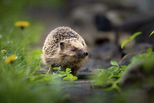 Brown-breasted hedgehog (Erinaceus europaeus) with dandelion, Zurich, Switzerland
