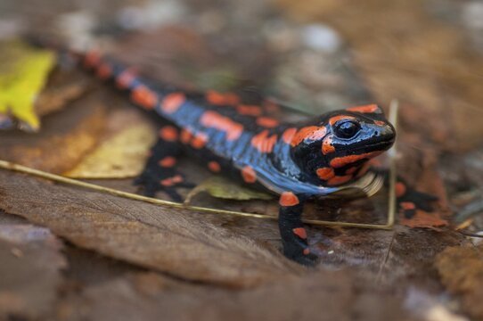 Fire salamander, salamandra salamandra, amphibians, amphibians, caudata, amphibians, amphibians, red, tail amphibians