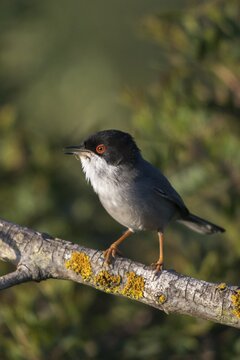 Granelli, Italy, Pantani Cuba and Longarini, velvet warbler, Sardinian warbler, Sylvia melanocephala, migratory bird sanctuary, Pantani Cuba & Longarini migratory bird sanctuary, birds, song, high size, portrait format, Italy, male, passeri, singing, songbirds, Sicily, songbirds, foundation pro biodiversity, birds