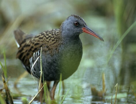 Rallus aquaticus, water rail, birds, gruiformes, cranes, rails, harrows, rallidae, birds, waterbirds, waterbirds, waterbirds