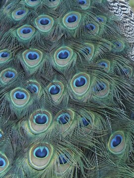 Detailed close-up image of the colourful peacock feathers of Indian peafowl (Pavo scalloped ribbonfish), South Africa