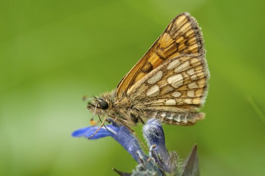 Colorful bighead, carterocephalus palaemon, chequered skipper, yellow cube thighead, butterfly, insects, butterfly, butterflies, butterflies