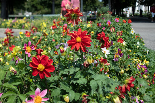Splendido campo di dalie rosse e colorate in piena fioritura nel giardino pubblico Volksgarten a Vienna durante una luminosa giornata estiva