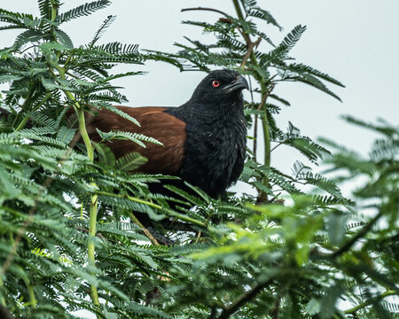 A Greeter Coucal