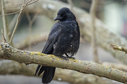 Carrion Crow, Corvus Corone, Raven Crow, Birds, Corvidae Family of Birds, Passeri, Corvids, Songbirds, Birds