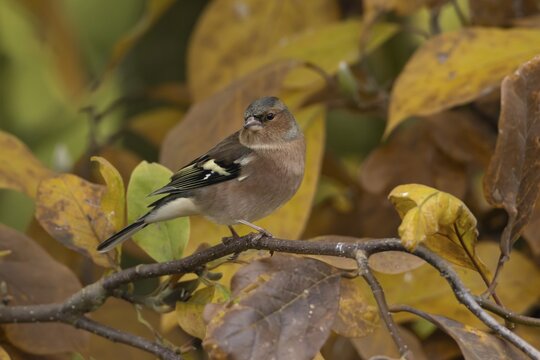 Chaffinch (Fringilla coelebs) adult male garden bird in a magnolia tree with autumn colour leaves, England, United Kingdom