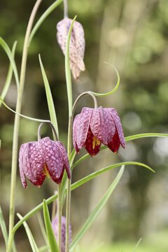 Snake's Head Fritillary (Fritillaria meleagris), flowers in a meadow, inflorescence, early bloomer, spring, Wilnsdorf, North Rhine-Westphalia, Germany