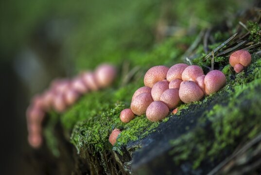 Blood milk fungus, blood fungus, galeperdon epidendron, gr&ouml;ning slime, lycogala epidendrum, lycogala miniatum, lycoperdone epidendrum, lycoperdon sphaericum, milkdust, reticularia miniata, fungi, fungus, Gr&ouml;ning's slime, mushrooms, wolf's milk, milkweed