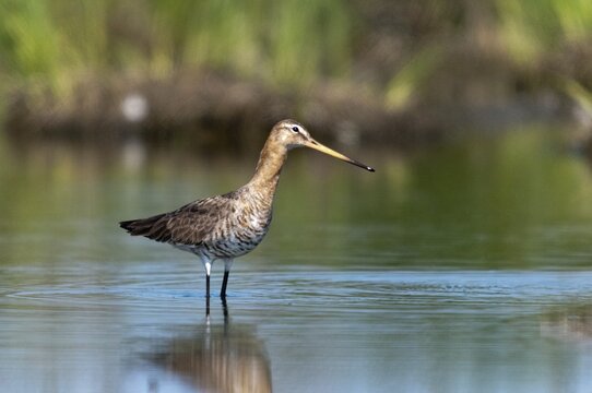 Black-tailed godwit, limosa limosa, birds, charadriiformes, limikolen, snipe birds, scolopacidae, birds, waders, waterbirds, waterbirds, waders