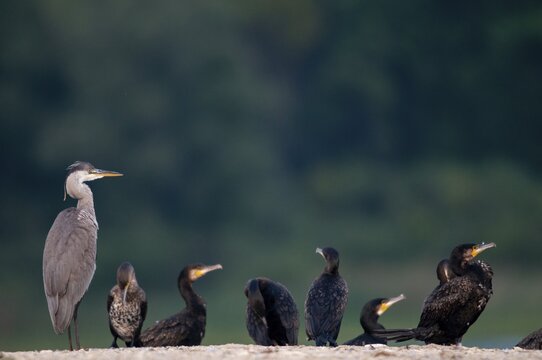 Ardea cinerea, black shag, cormorant, heron, gray heron, cormorant, phalacrocorax carbo, birds, ciconiiformes, pelecaniformes, herons, ropedes, striding birds, waitbirds, birds, waterbirds, waterbirds