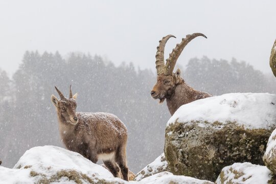 A male and a female ibex (Capra ibex) stand on a rock in the snowstorm. A forest can be seen dimly in the background. Carinthia, Austria
