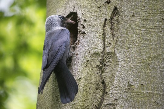 Corvus monedula, jackdaw, tree-breeding jackdaws, tree breeders, birds, corvidae family of birds, passeri, corvids, songbirds, birds