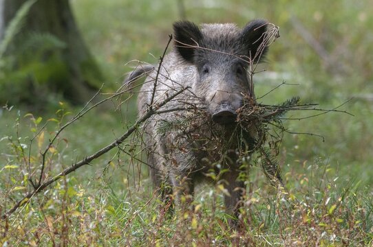 Artiodactyla, even-toed ungulate, cloven-hoofed, wild boar, wild boar, boar, boar, cauldron, mammals, wild boar boiler